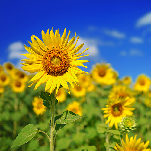 hitting-the-road-sunflowers_500x500px sunflowers against blue sky
